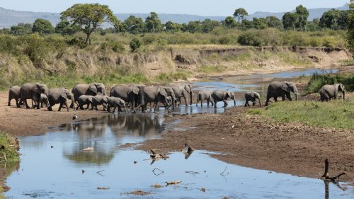 A big breeding herd of elephants cross the uncharacteristically low Mara River 