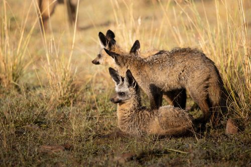 A rarge glimpse of a bat-eared fox family warming themselves in the morning sun 