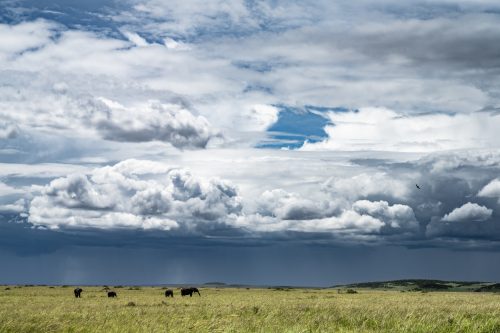 Heavy clouds sweep across the Mara, bringing life-giving rain 