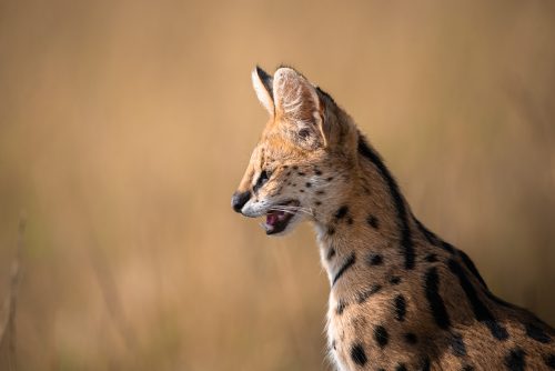 One of Africa's smallest cats and elusive cats, the serval 