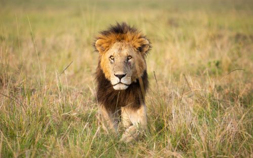 What is a trip to the Mara without seeing its lions face-to-face?
