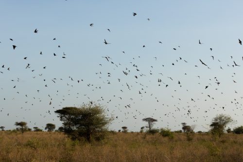 A grassland area overflowing with birdlife 