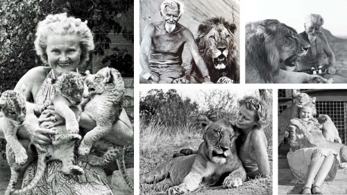 George and Joy Adamson with their lions 