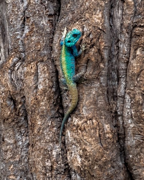 A dashing tree agama in his blue finery 
