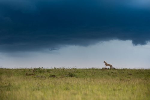 Above: A cheetah on the hunt and an angry African sky