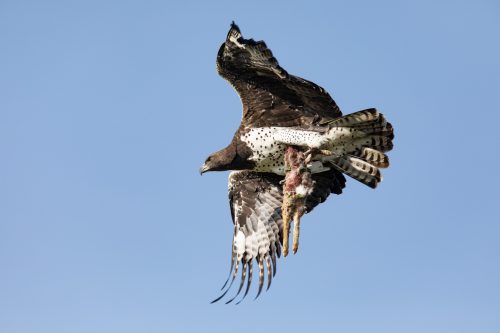 Above: A martial eagle with a scrub hare doggy bag 