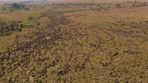 Seen from the sky, the mega herds look like a colony of ants 