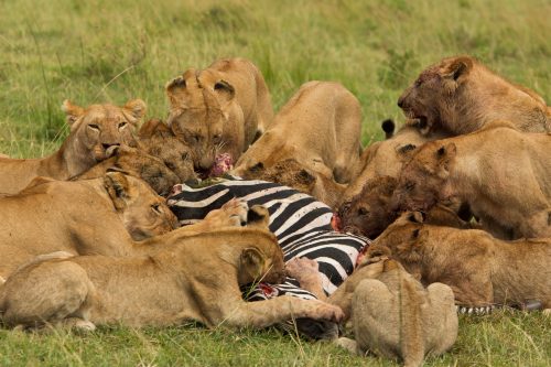The Angama Pride thrived, delighting us with cubs of all ages 