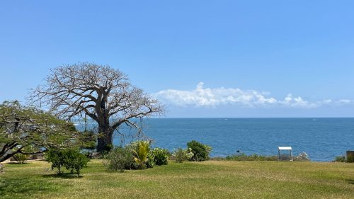 A baobab looking out over the Indian Ocean 