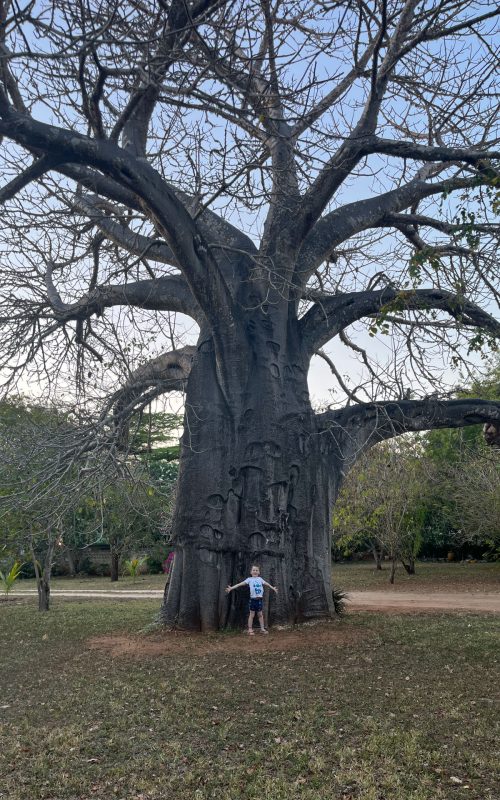 Not even Jude could put his arms around the baobab 