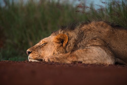 Above: A Nyati male getting his 16-20 hours sleep