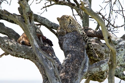 Above: A young leopard cleans up after a meal 