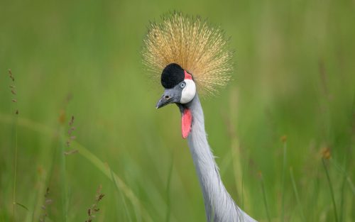 Up close with a regal grey crowned crane 