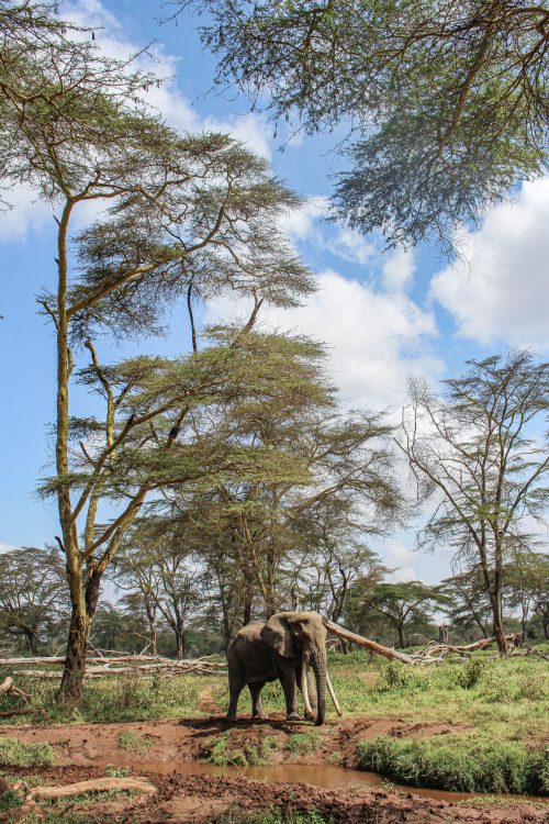 The late Tolstoy, one of the biggest elephants I have ever seen, dwarfed by Kimana's fever trees 