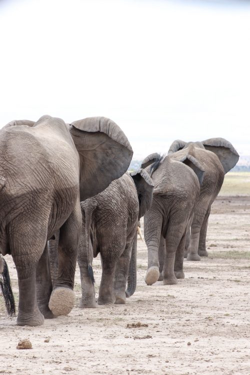 One of Amboseli's iconic scenes — marching one by one