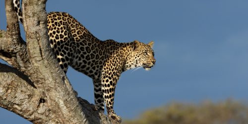 Above: Just one of many beautiful leopard sightings this week 
