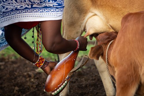 Cows are vital to the Maasai, both literally and symbolically 