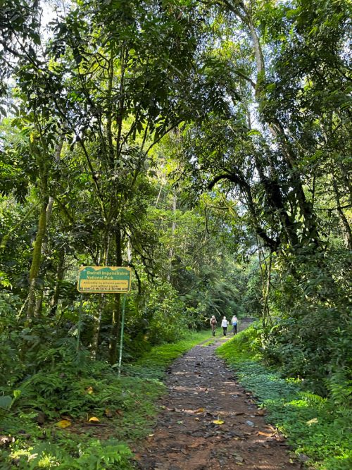Walking into the green wonderland that is Bwindi Impenetrable Forest