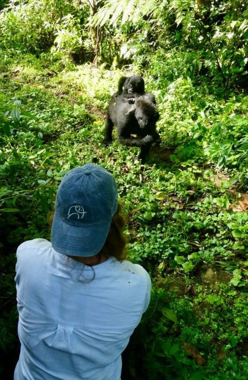 Face to face with two of the last mountain gorillas 