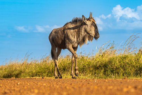 Above: A first-mover, this wildebeest is a sign of what's to come