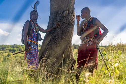 Alfred and Patrick, two of Angama's Maasai naturalists, share their knowledge with guests