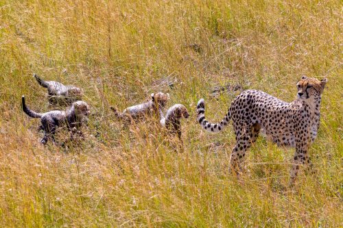 Above: Andrew gets the first glimpse of Risasi's cubs 