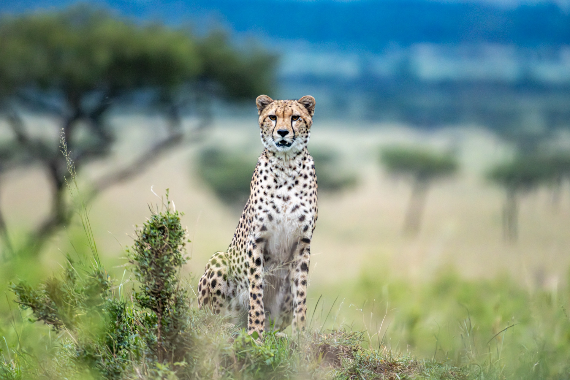 A male cheetah uses a termite mound to scout out his surroundings