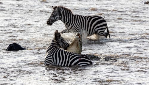 Above: A zebra bites back