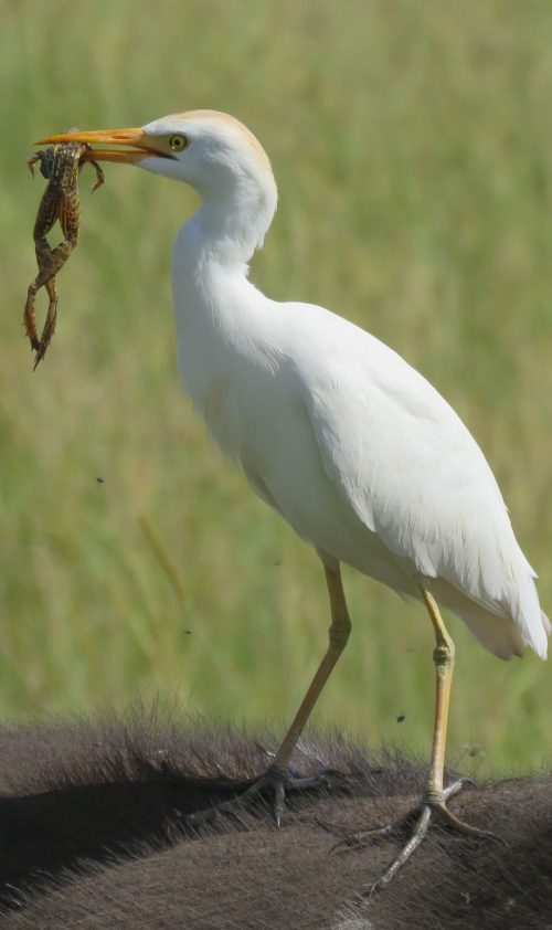 Said egret, but with a bigger meal