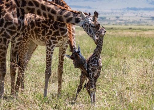 Above: 'Hello, world!' A giraffe calf, just minutes old 