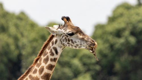 Above: A giraffe gets its calcium