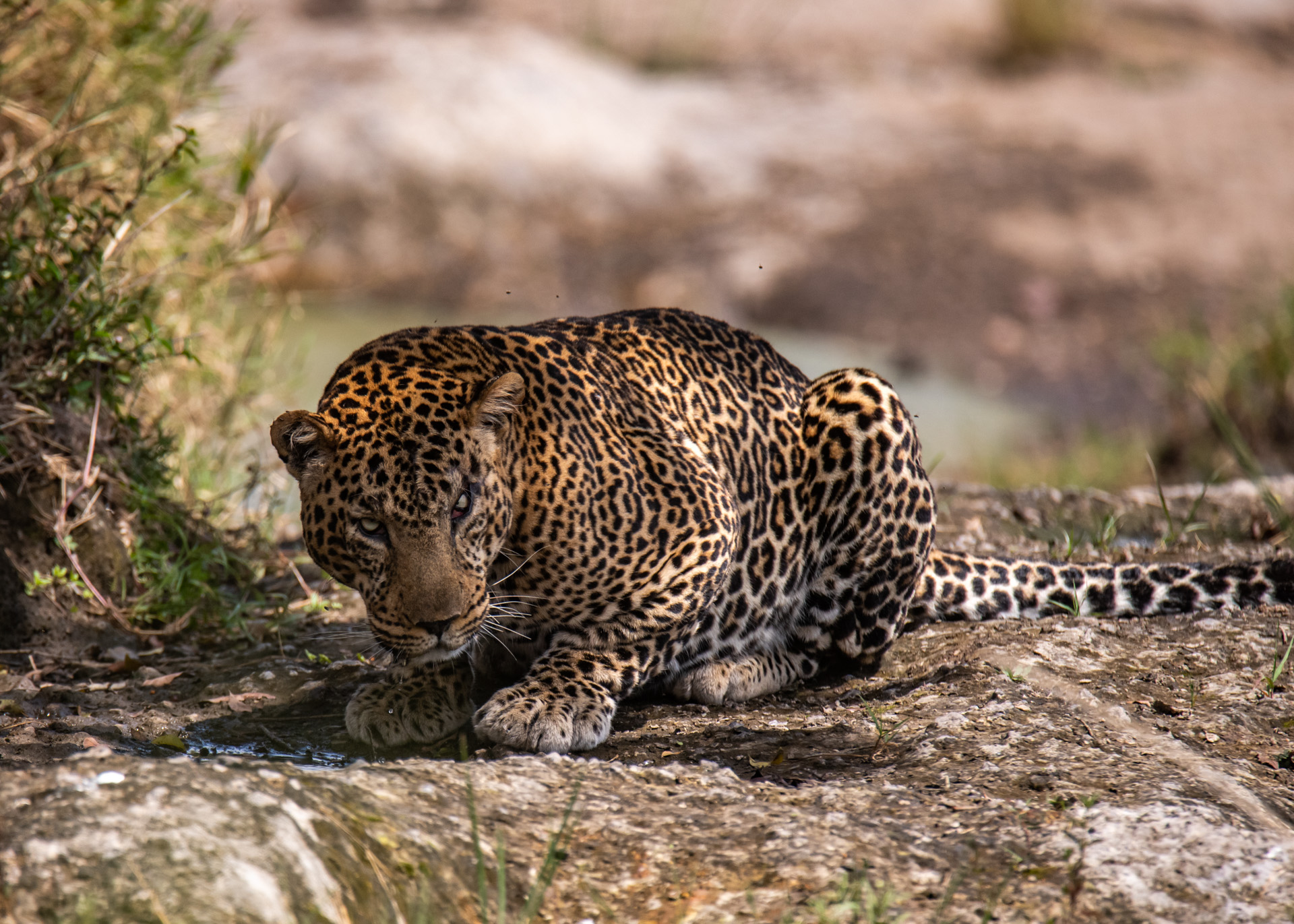 Showers of Maasai Blessings - Angama Mara