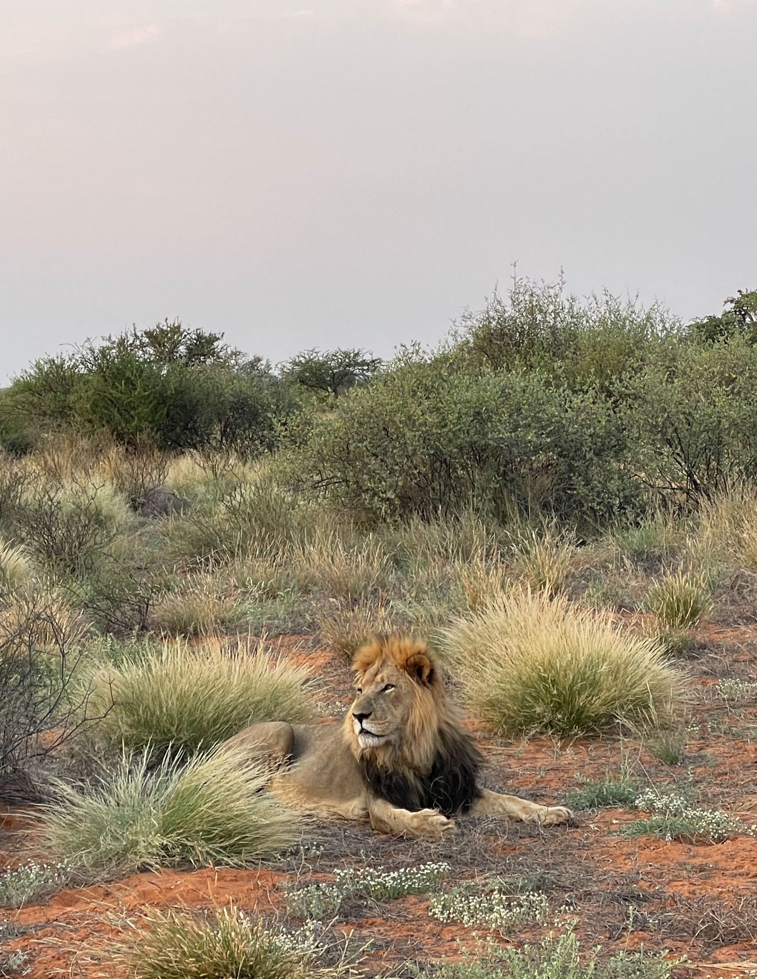The black manes of the lions contrast beautifully with the red sand