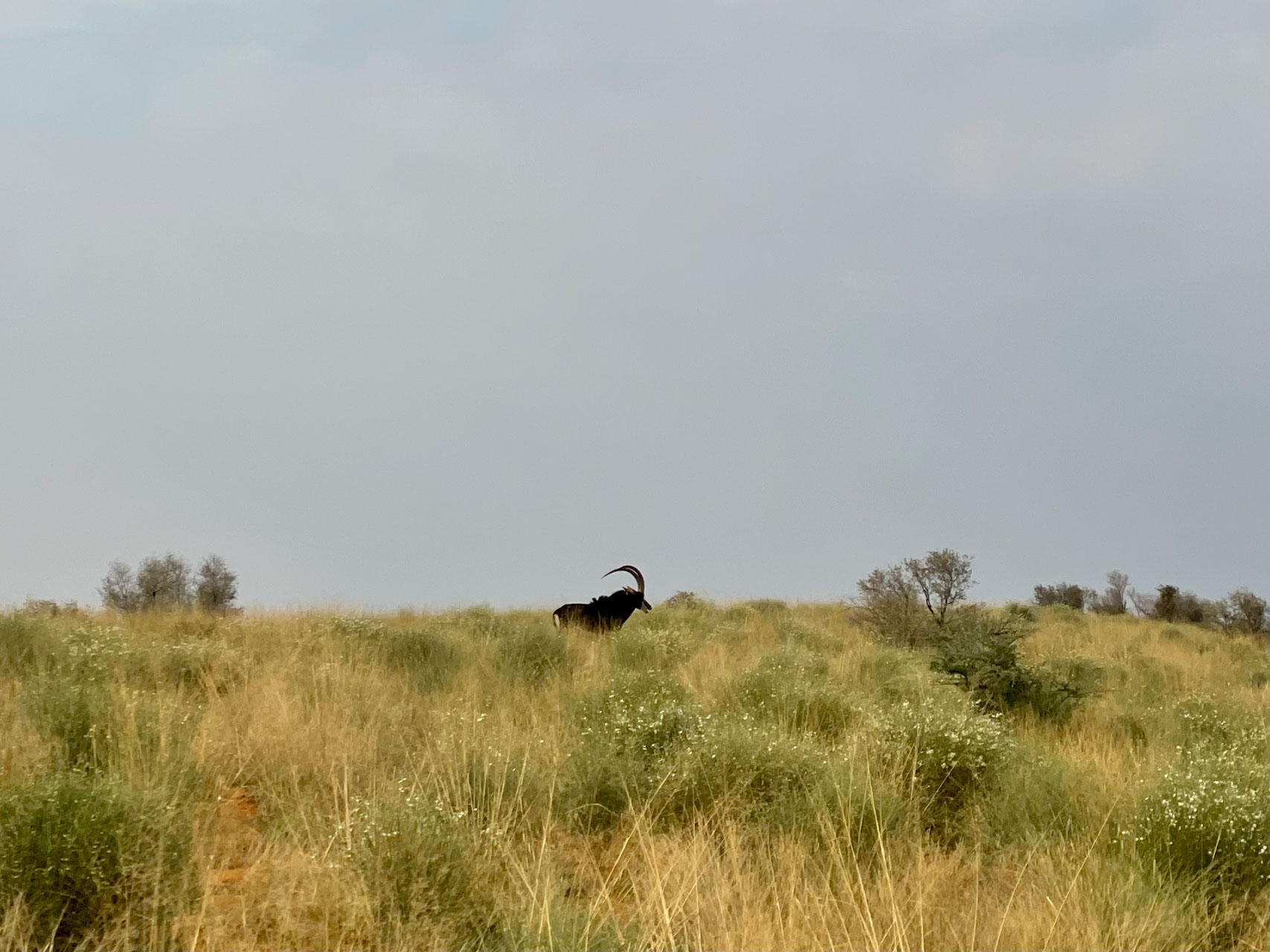 The proud sable — one antelope you don't get in the Mara