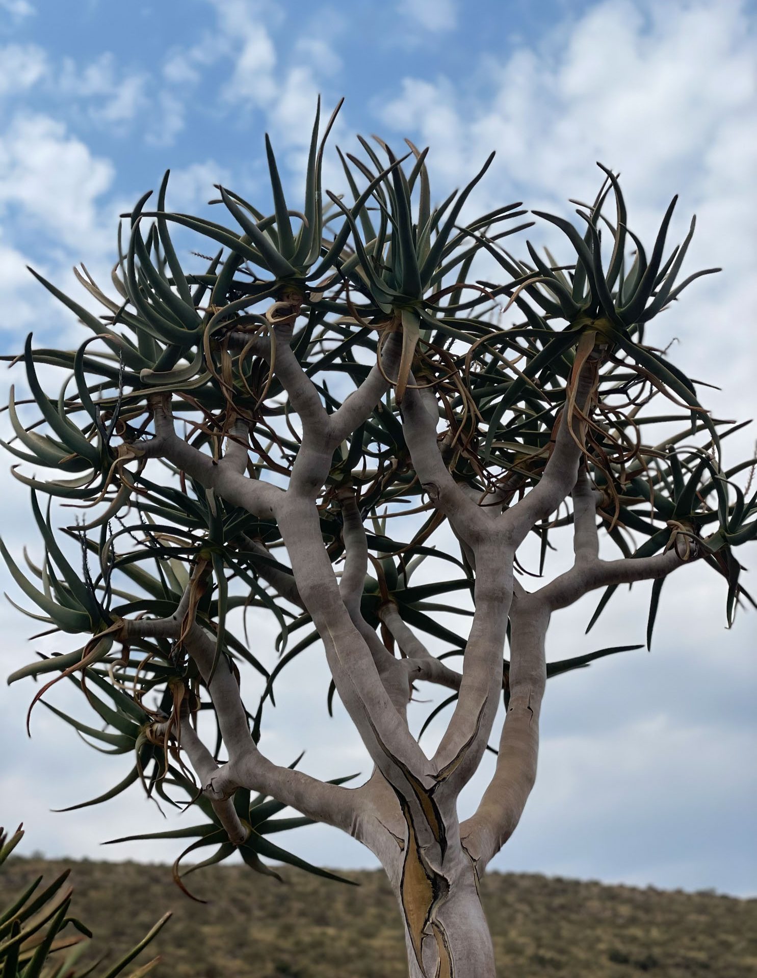 The kokerboom or 'quiver tree', is a tall, branching species of succulent plant, indigenous to Southern Africa