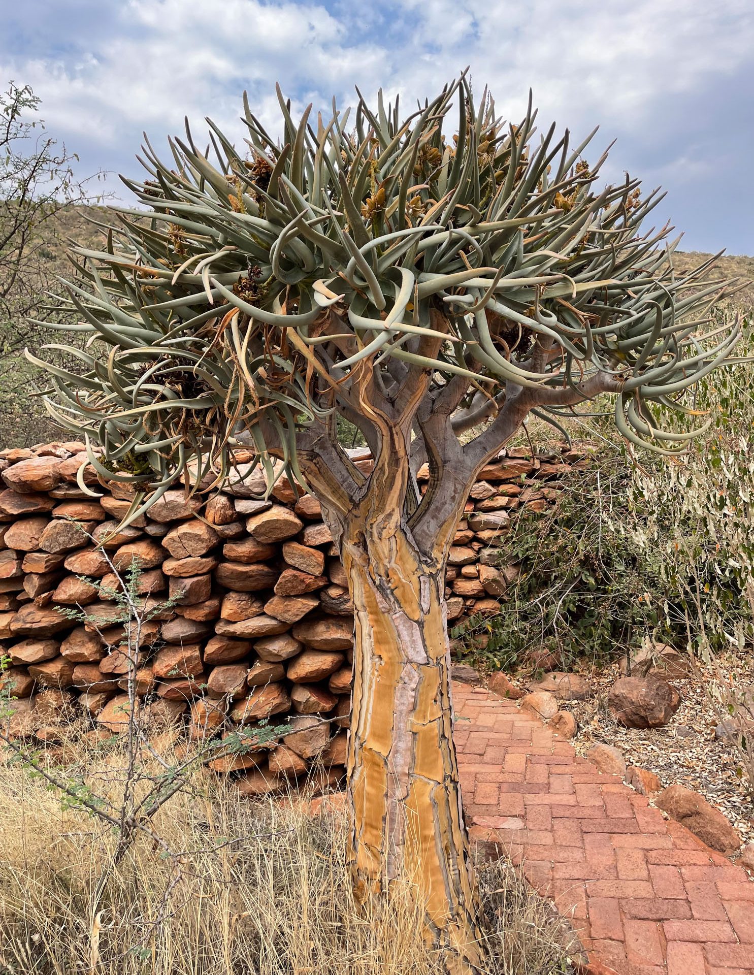 You won't find these plants outside the arid areas of the Richtersveld and the Namib Desert around the South African-Namibian border