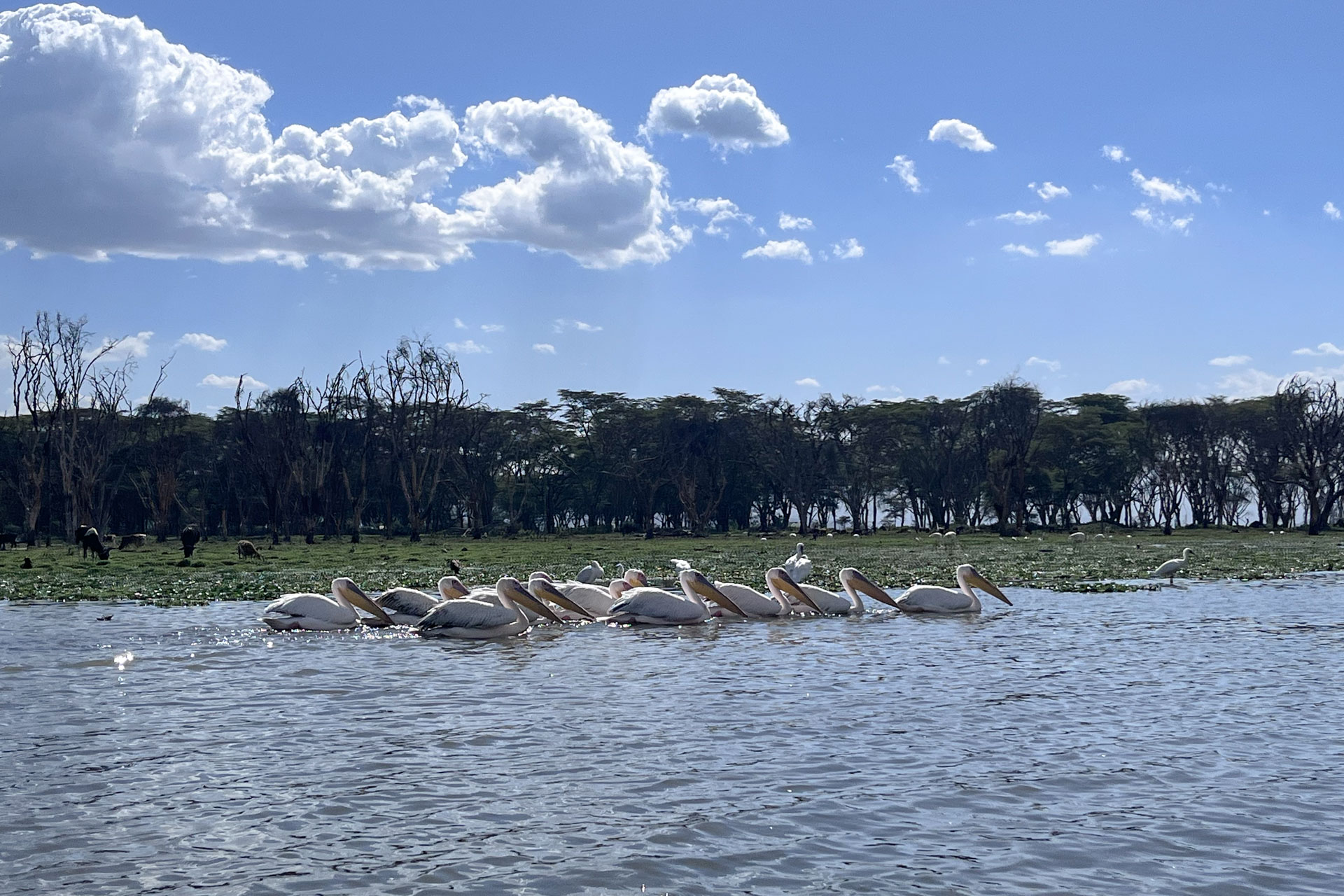 The bird life is abundant, including these great white pelicans