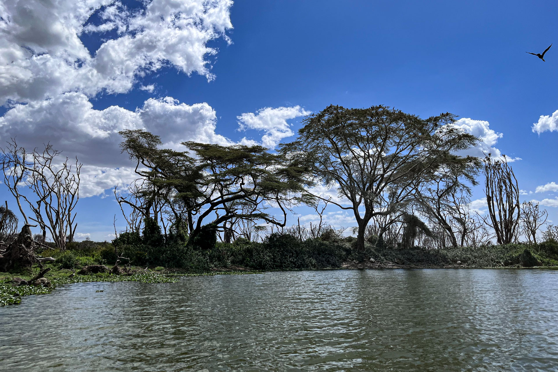 Big trees grow along the banks, thanks to years of water-rich soil
