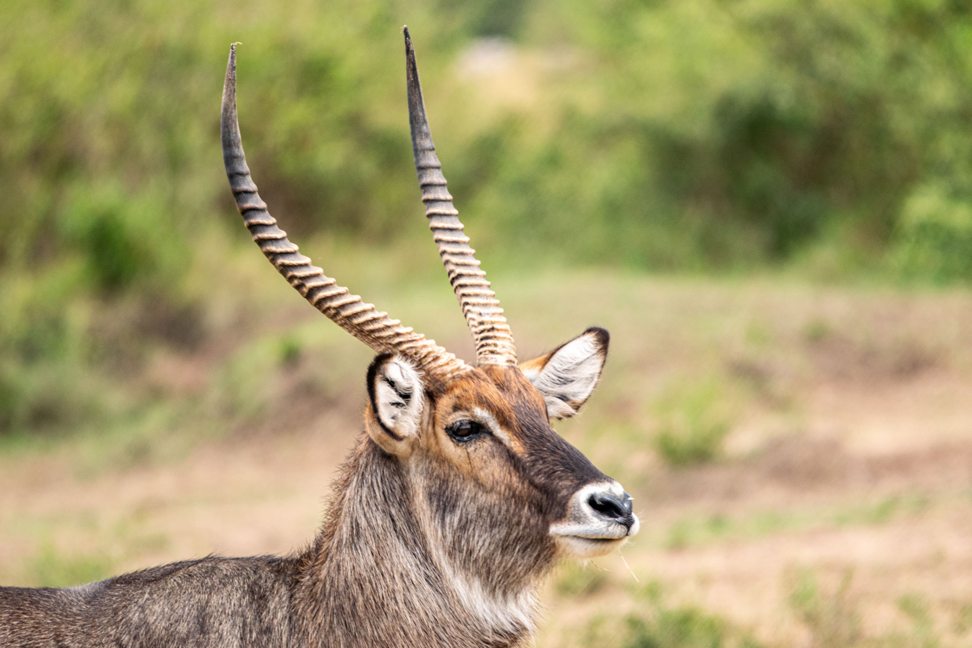 A stately waterbuck shows off its horns