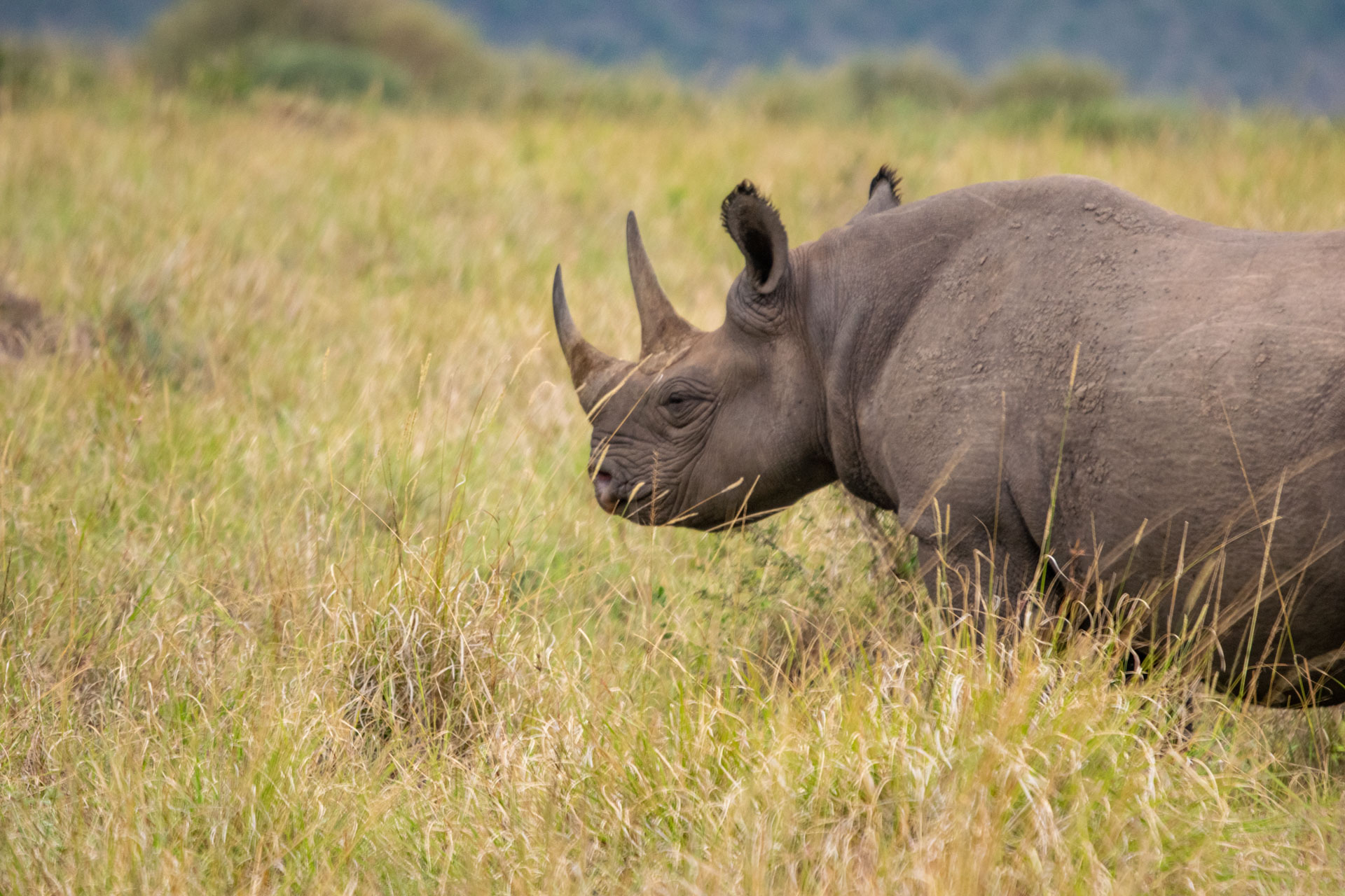 The elusive black rhino, one of Jack's favourites