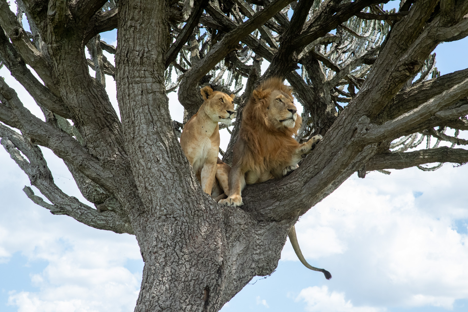 Above: Two lions just shooting the breeze 