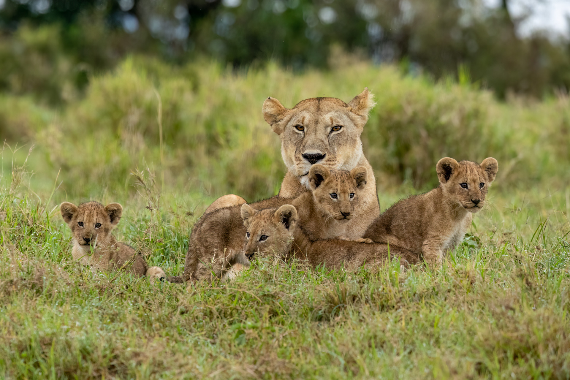 Above: The Angama Pride lioness with her miracle cubs 