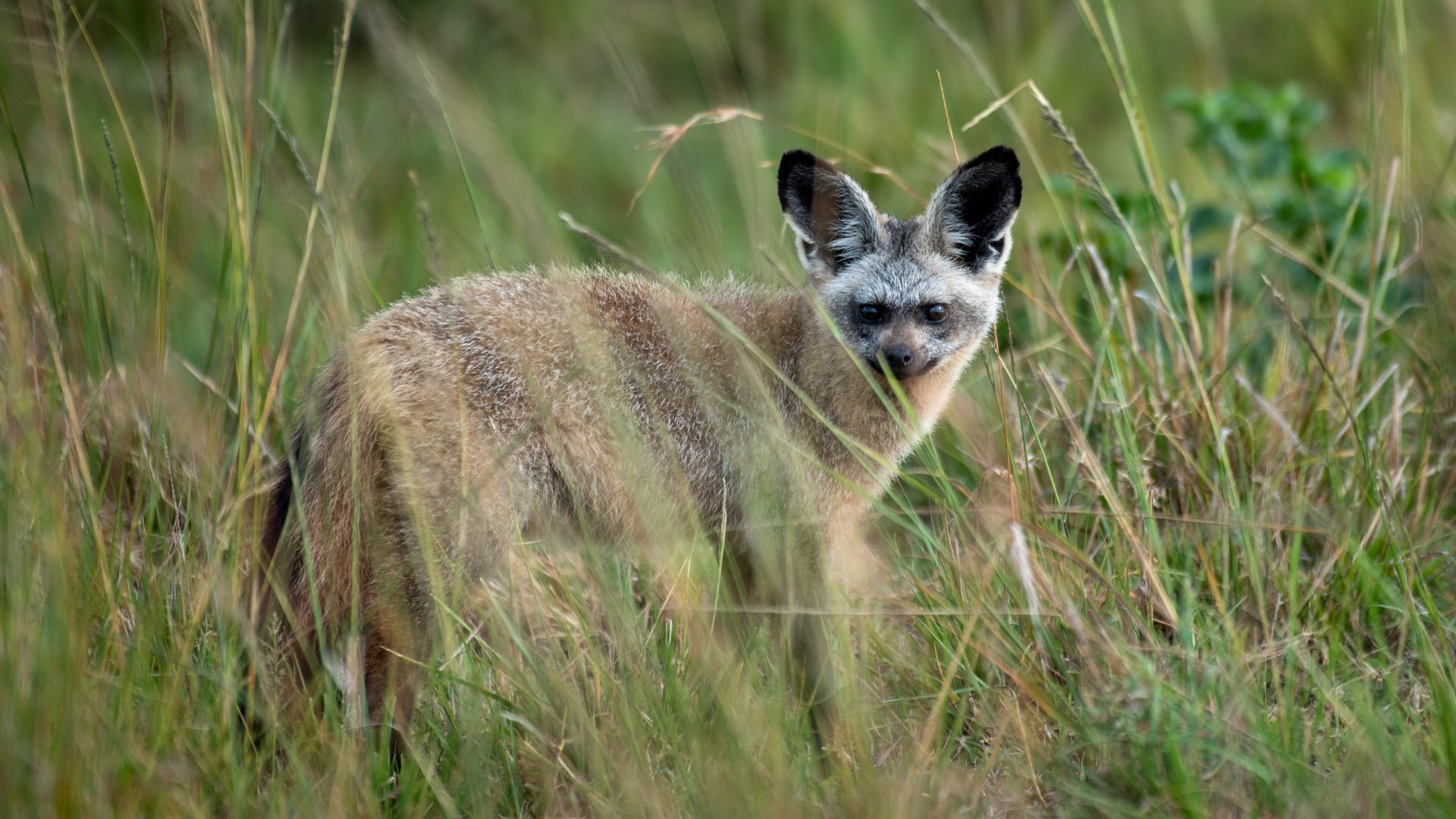 Above: The elusive yet endearing bat-eared fox