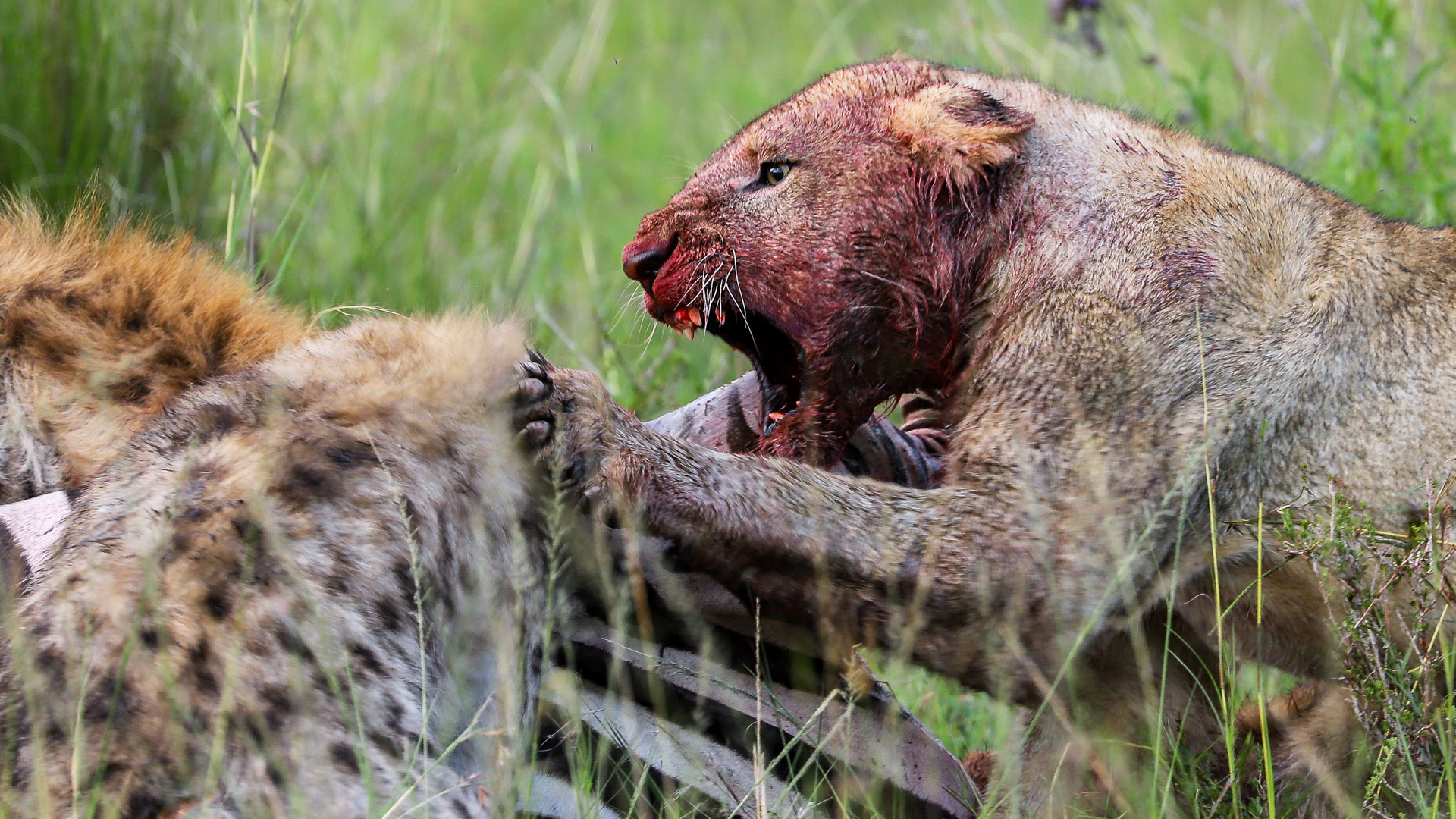 Above: Sharing is not caring in the Mara 