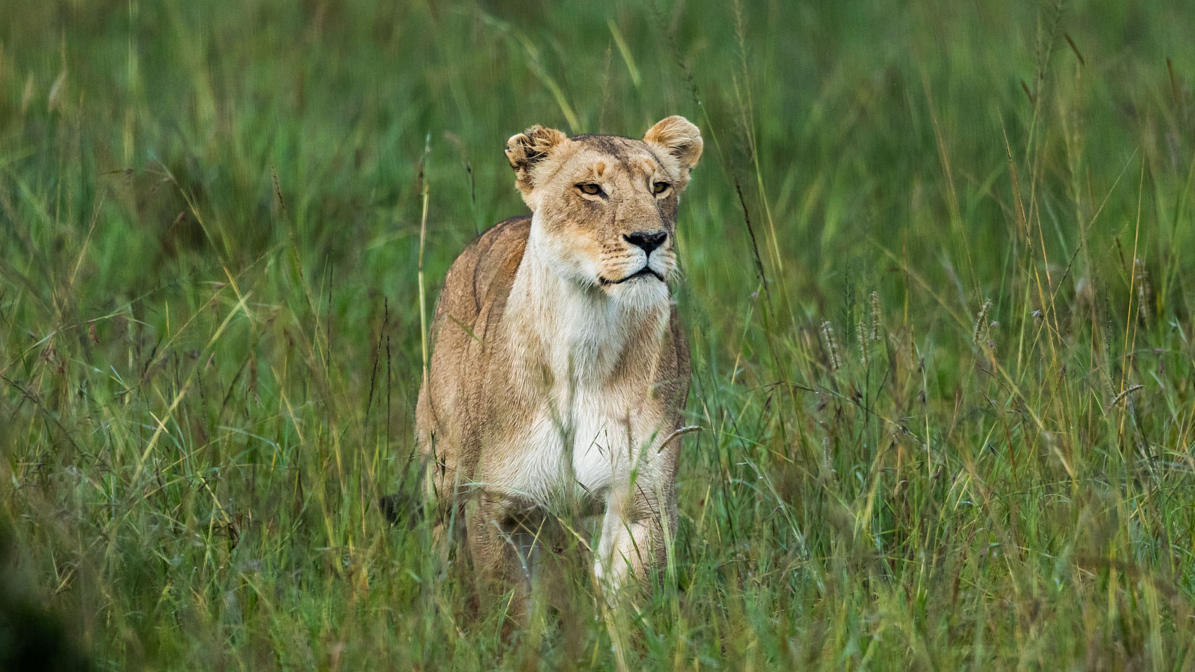 Above: The Swamp Lioness hunts silently in the mist