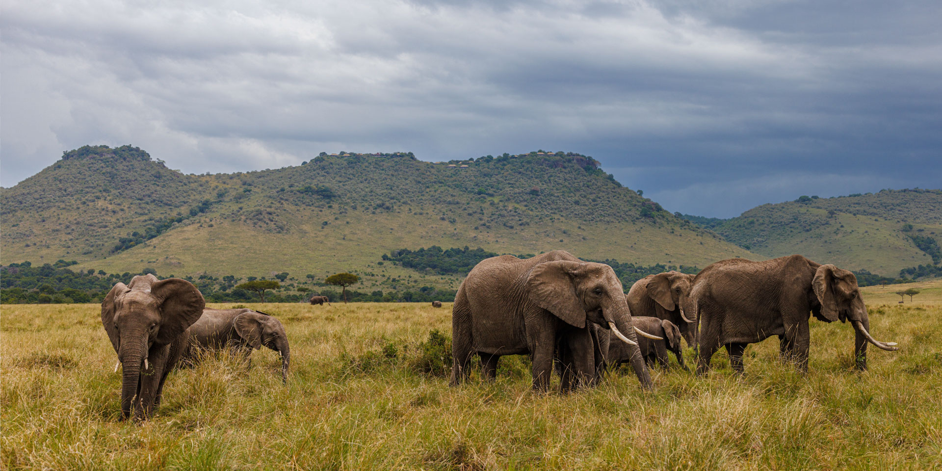 A breeding herd of elephants graze below Angama Mara
