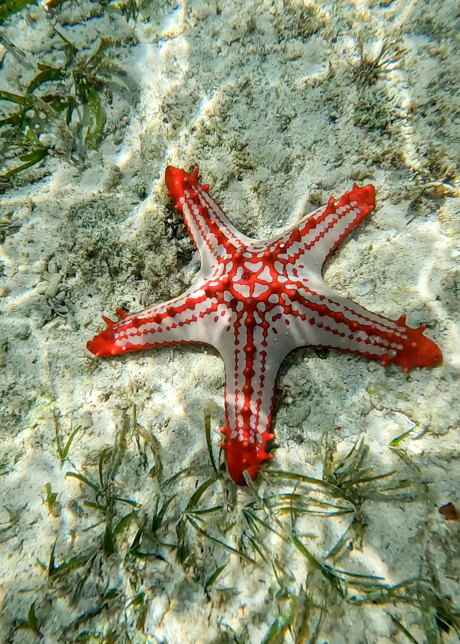 Even the starfish here are vibrant