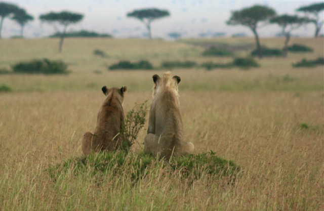 One of my photographs of the lions in peace, just watching