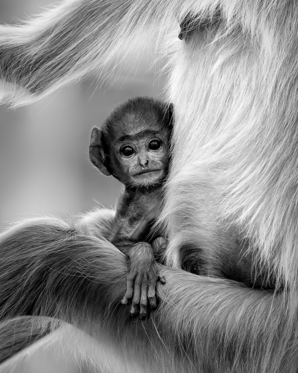 Innocence — One of our favourite photographs, taken in Pench National Park, India