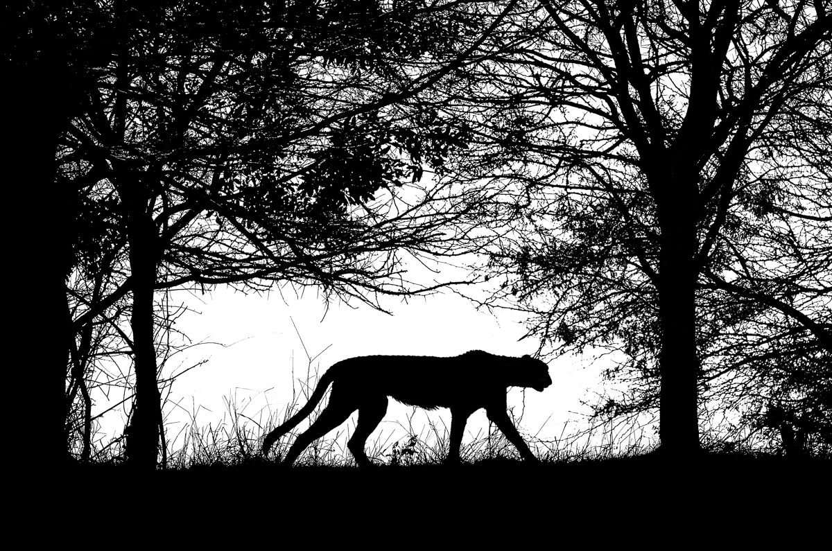 Shadow Hunter — Taken in Phinda Private Game Reserve